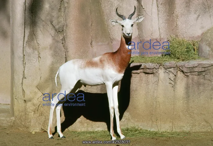 : Addra / Dama / Red-shouldered / Red-necked GAZELLE : Addra / Dama / Red-shouldered / Red-necked GAZELLE