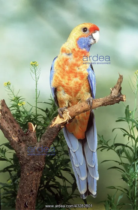 : Adelaide Rosella : Adelaide Rosella