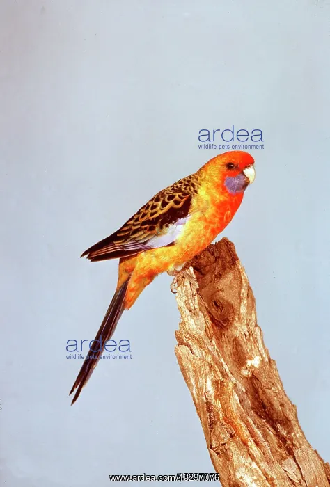  : ADELAIDE ROSELLA