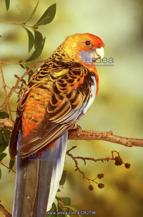 : Adelaide Rosella - cock / male : Adelaide Rosella - cock / male