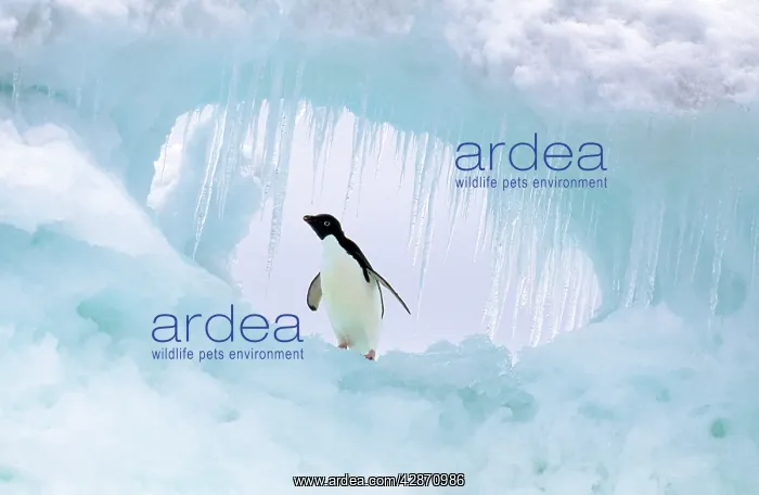 : Adelie Penguin : Adelie Penguin