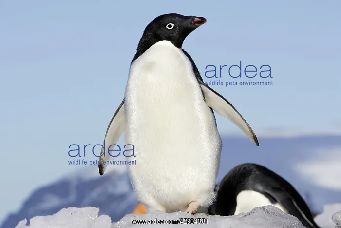 : Adelie Penguin : Adelie Penguin