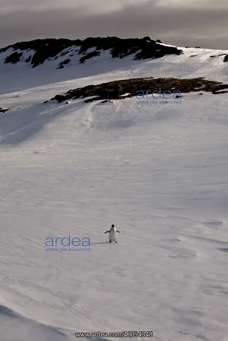 : Adelie Penguin : Adelie Penguin