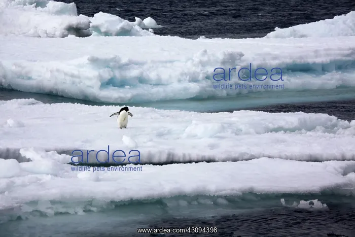 : Adelie Penguin : Adelie Penguin