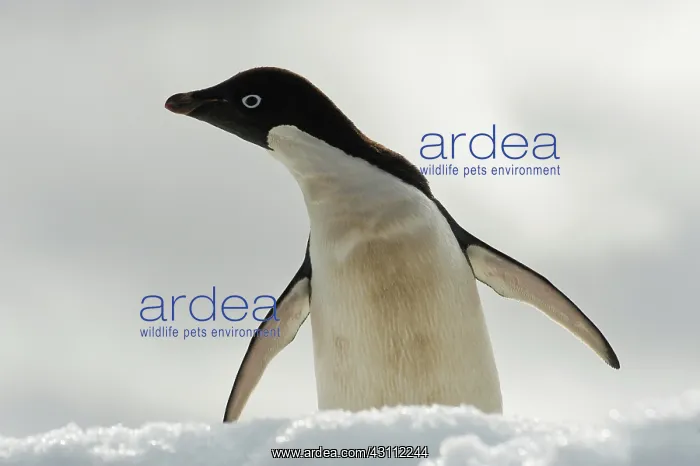 : Adelie Penguin : Adelie Penguin