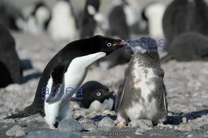 : Adelie Penguin : Adelie Penguin