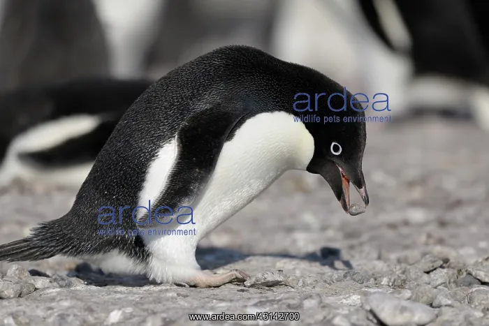 : Adelie Penguin : Adelie Penguin