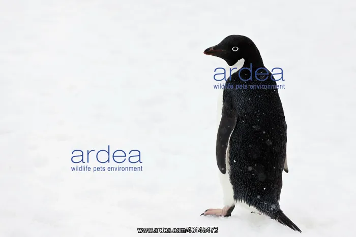 : Adelie Penguin : Adelie Penguin