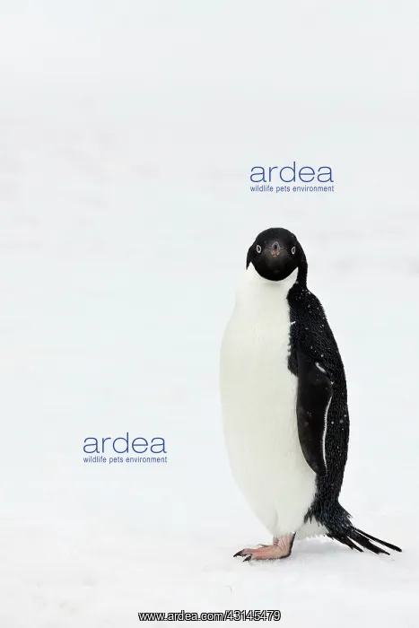 : Adelie Penguin : Adelie Penguin