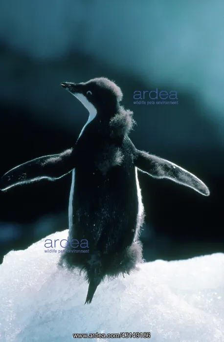 : Adelie Penguin : Adelie Penguin