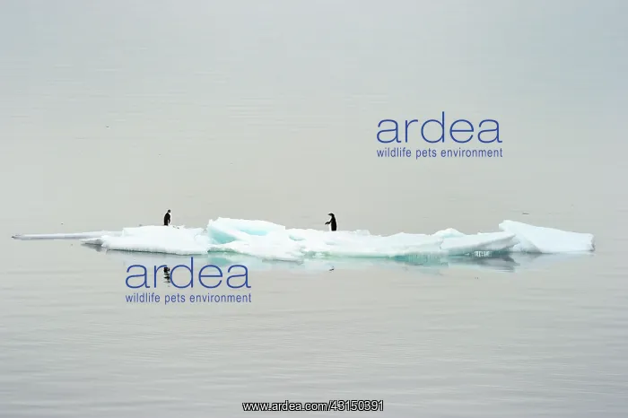 : Adelie Penguin : Adelie Penguin