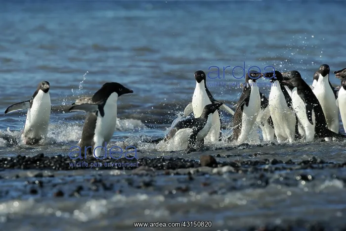 : Adelie Penguin : Adelie Penguin