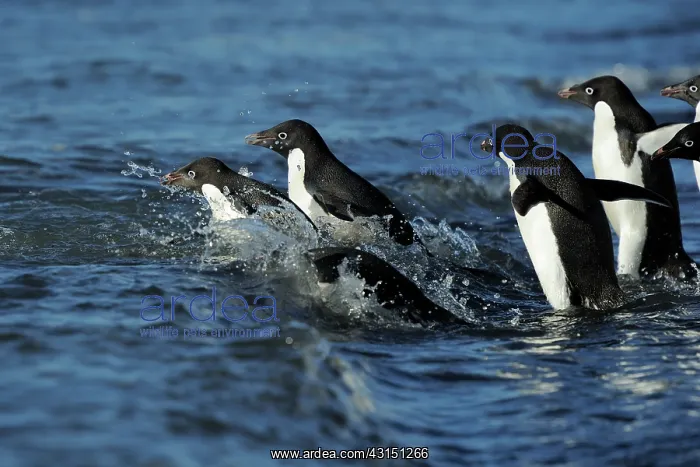 : Adelie Penguin : Adelie Penguin