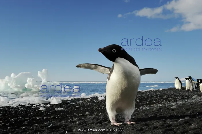 : Adelie Penguin : Adelie Penguin