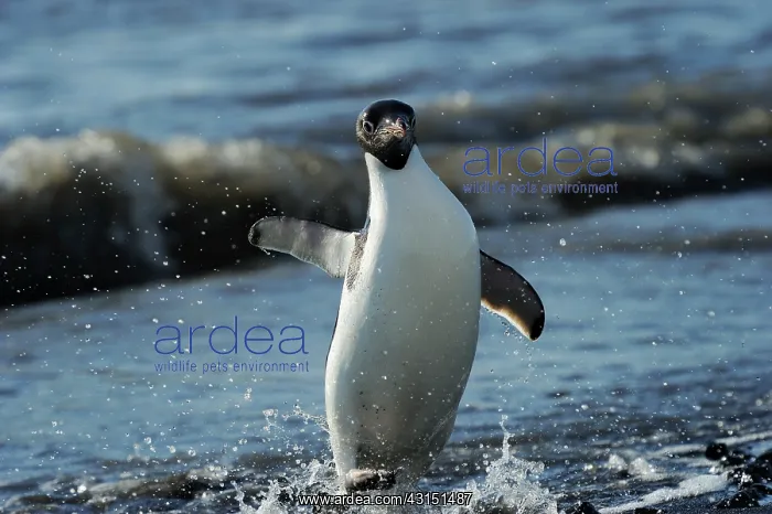 : Adelie Penguin : Adelie Penguin