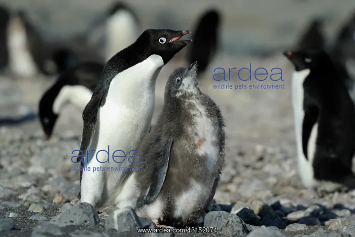 : Adelie Penguin : Adelie Penguin
