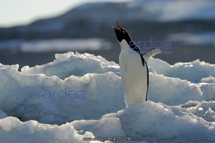 : Adelie Penguin : Adelie Penguin