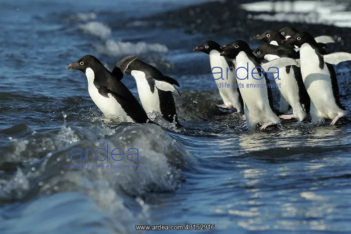 : Adelie Penguin : Adelie Penguin
