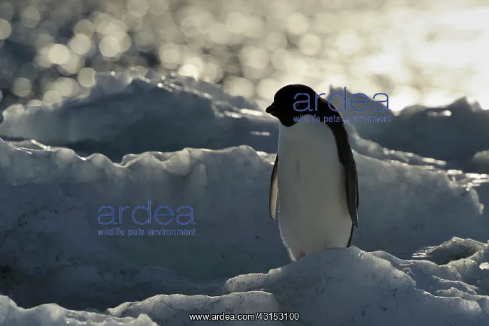 : Adelie Penguin : Adelie Penguin