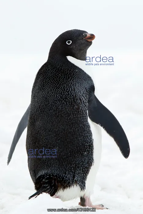 : Adelie Penguin : Adelie Penguin