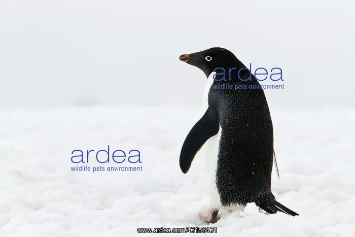 : Adelie Penguin : Adelie Penguin