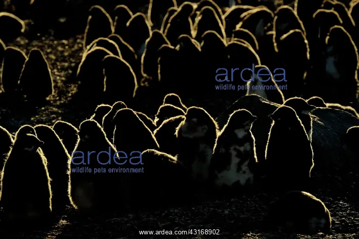 : Adelie Penguin : Adelie Penguin