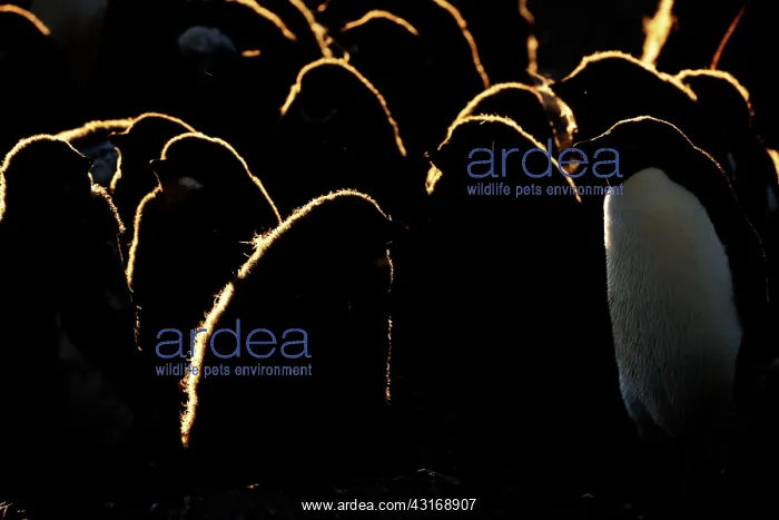 : Adelie Penguin : Adelie Penguin