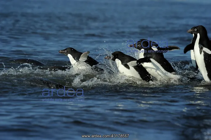 : Adelie Penguin : Adelie Penguin