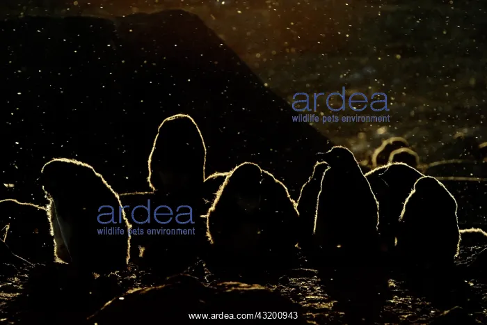 : Adelie Penguin : Adelie Penguin
