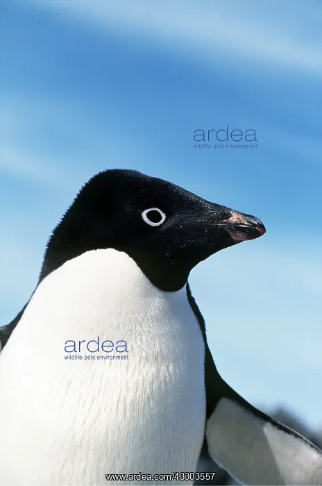 : ADELIE PENGUIN : ADELIE PENGUIN