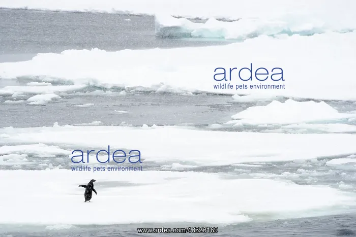 : Adelie Penguin : Adelie Penguin