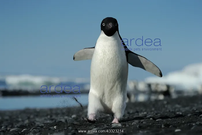: Adelie Penguin : Adelie Penguin