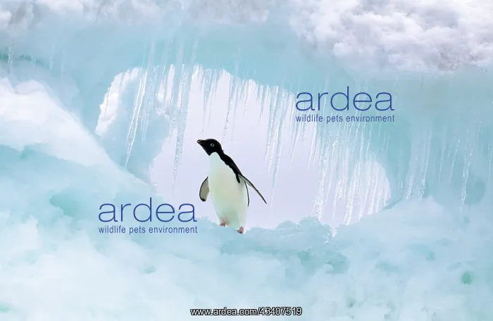 : Adelie Penguin : Adelie Penguin