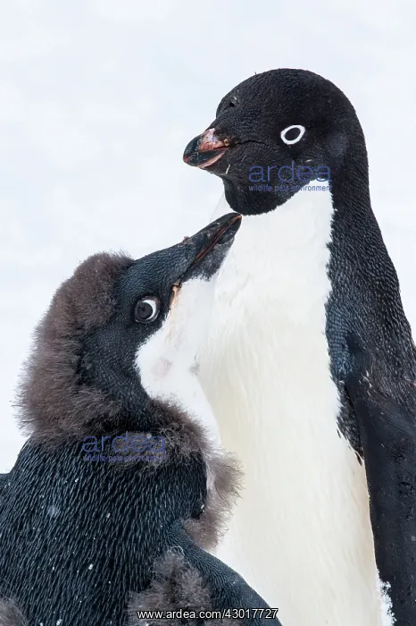  : Adelie Penguin adult and chick