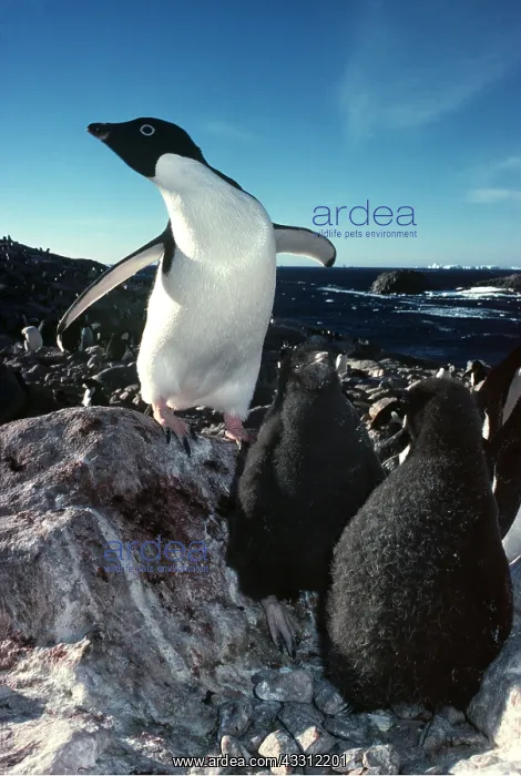 : ADELIE PENGUIN - adult with chicks : ADELIE PENGUIN - adult with chicks