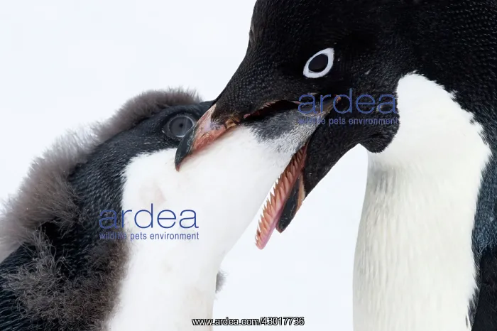 : Adelie Penguin adult feeding chick : Adelie Penguin adult feeding chick