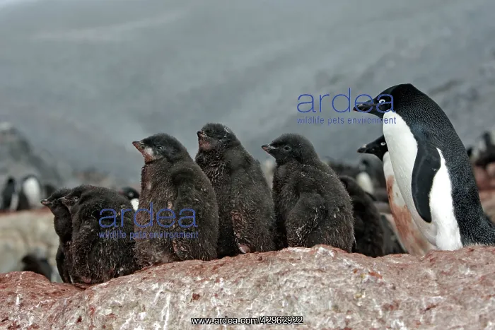  : Adelie Penguin - adult & young - Gourdin Island - Antarctic