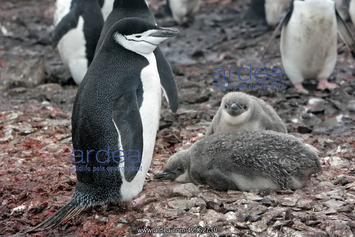 : Adelie Penguin - Adult and young - Hannah Point : Adelie Penguin - Adult and young - Hannah Point