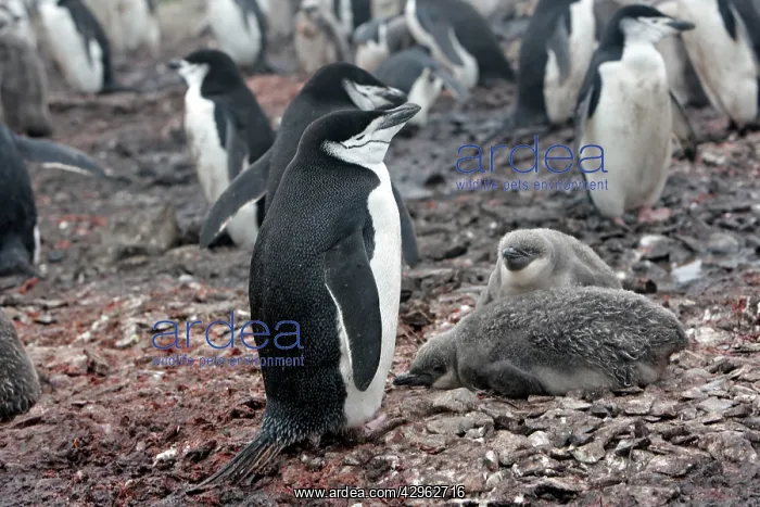 : Adelie Penguin - Adult and young - Hannah Point : Adelie Penguin - Adult and young - Hannah Point