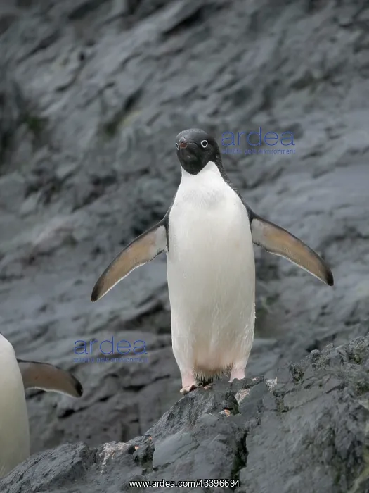 : Adelie penguin, Antarctica, Antarctic Peninsula : Adelie penguin, Antarctica, Antarctic Peninsula