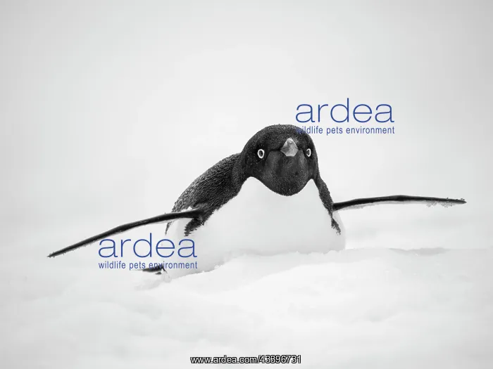 : Adelie penguin. Antarctica, Antarctic Peninsula : Adelie penguin. Antarctica, Antarctic Peninsula