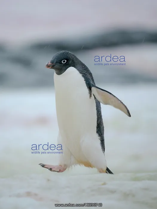 : Adelie penguin. Antarctica, Antarctic Peninsula : Adelie penguin. Antarctica, Antarctic Peninsula