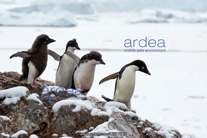 : Adelie Penguin chicks chasing adult for food : Adelie Penguin chicks chasing adult for food