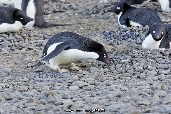 : Adelie Penguin - collecting pebbles for nest : Adelie Penguin - collecting pebbles for nest