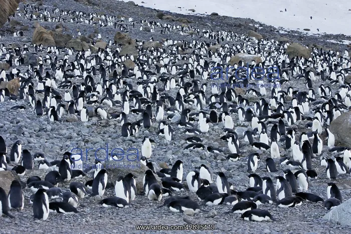: Adelie Penguin - colony : Adelie Penguin - colony