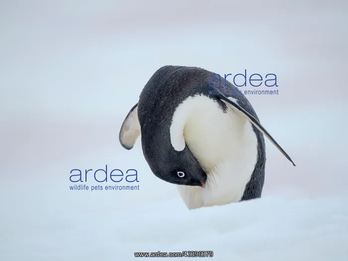 : Adelie penguin, colored snow due to growth of ice : Adelie penguin, colored snow due to growth of ice