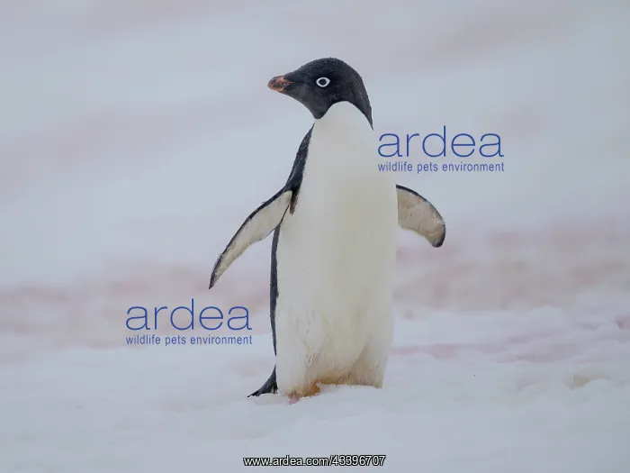 : Adelie penguin, colored snow due to growth of ice : Adelie penguin, colored snow due to growth of ice