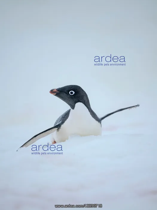  : Adelie penguin, colored snow due to growth of ice