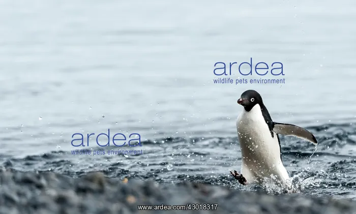  : Adelie Penguin coming out of water