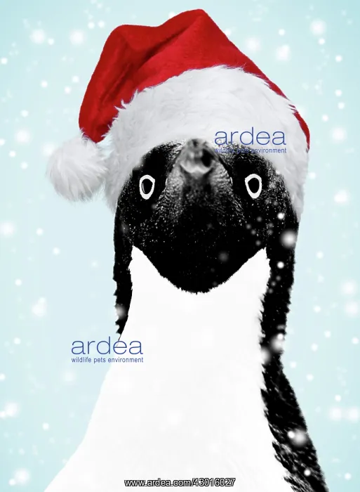  : Adelie Penguin. Digital Manipulation